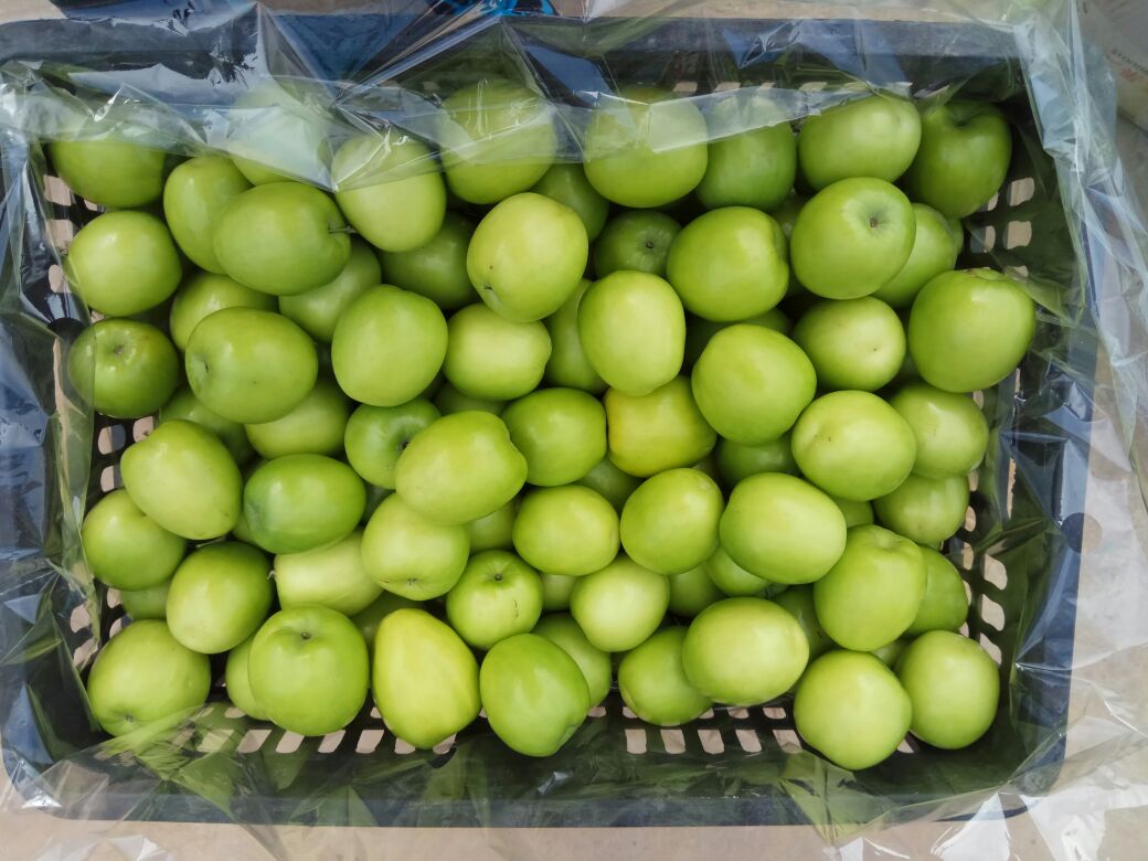 展示市场中消费者正在挑选青枣的场景,果品新鲜、颜色翠绿 青枣市场选购场景