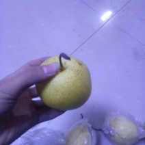雪花梨450~500g纸箱