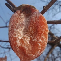 柿饼1~2两