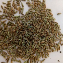 牛膝种子