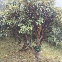 高山杜鹃16~18cm1.5~2米