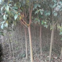 大叶女贞4~6cm