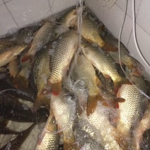 河鲤鱼食用3公斤以上