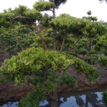 造型松14公分