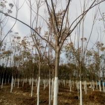 栾树16~18cm14~16cm4米以上