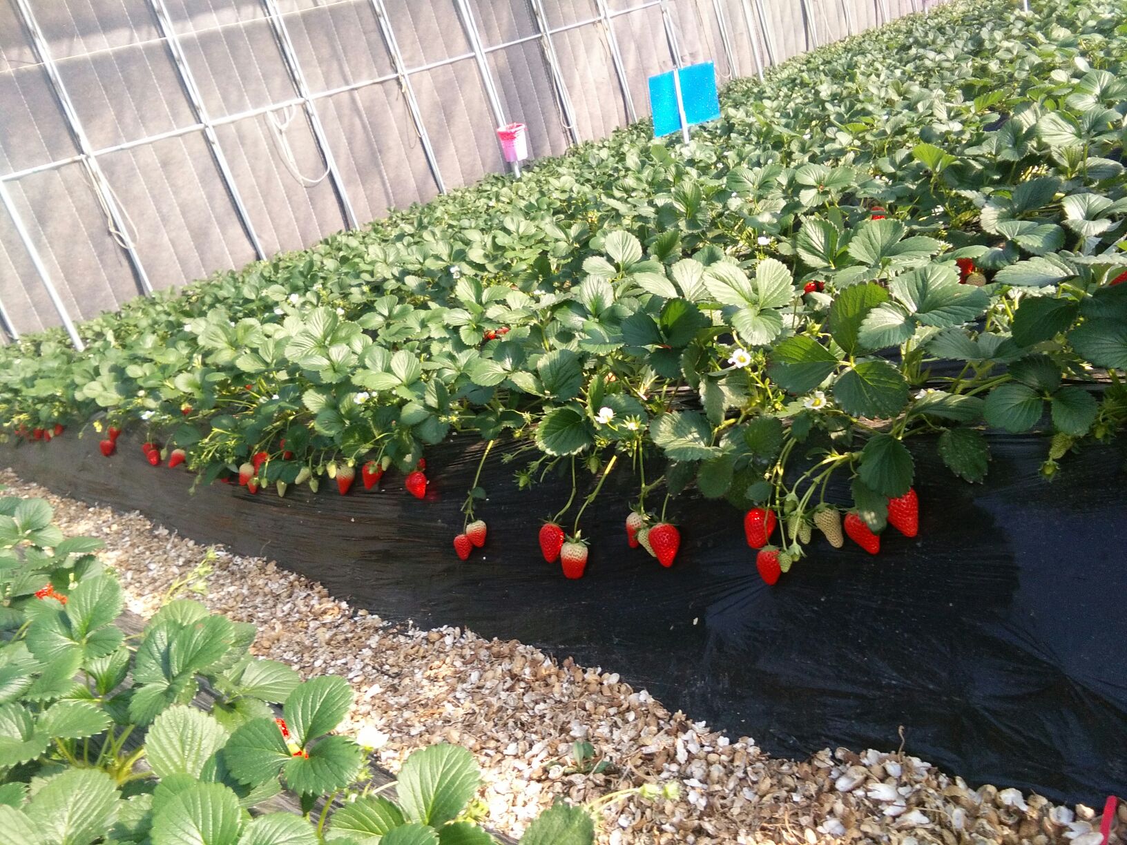 成熟甜宝草莓挂满枝头,果实饱满通红,背景为阳光下的草莓种植大棚 甜宝草莓成熟果实展示