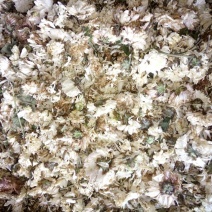 药用菊花袋装