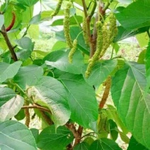 【死苗补发】桑椹树苗，四季长果桑大果桑，适合南北方种植