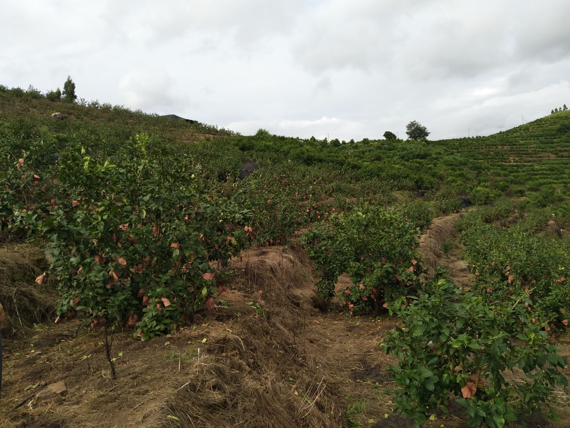 尤加利甜柠檬产业园区