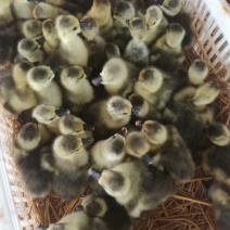 狮头鹅苗250g以上