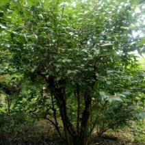 素心蜡梅6~8cm4~6cm4米以上