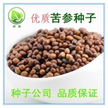 苦参种子亩用种十斤生长2-3年种植简单好管理