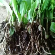 白芨种苗10cm以下