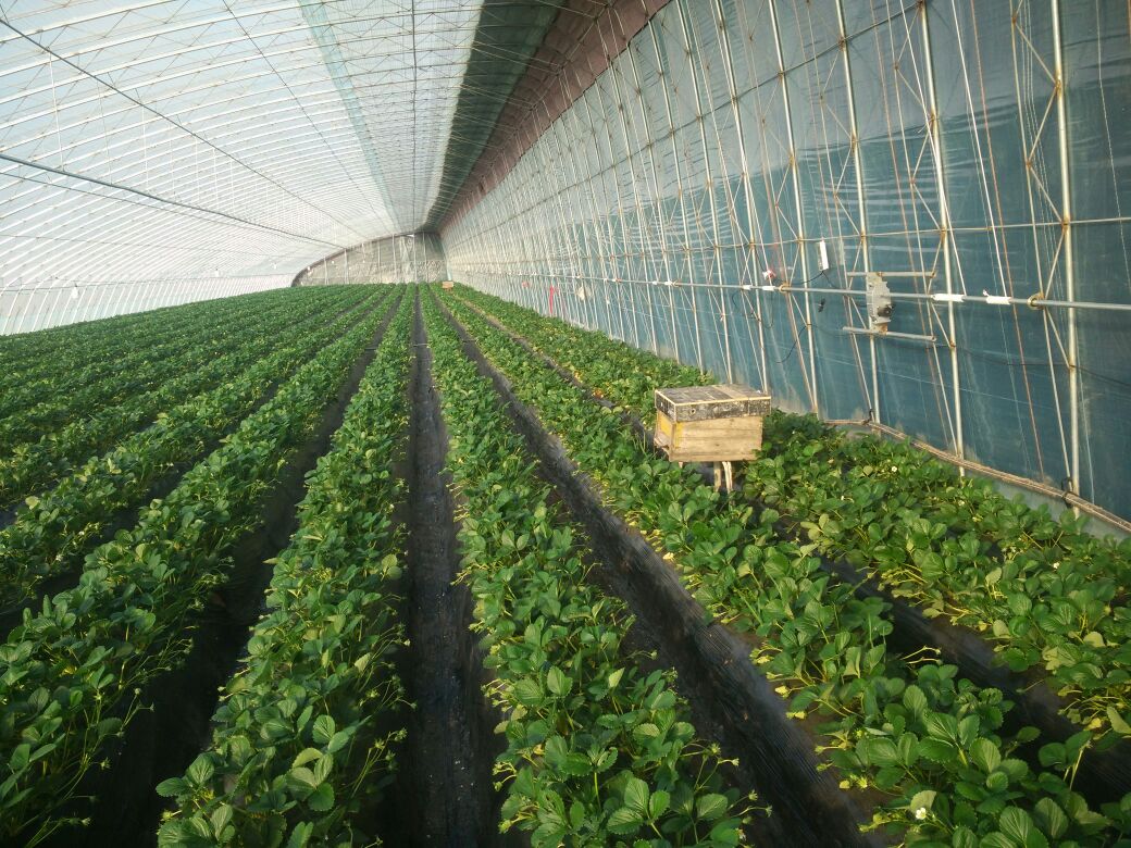 一位农民正在温室大棚内采摘成熟的甜宝草莓,手捧一篮鲜红饱满的果实,脸上露出丰收喜悦的笑容,周围是整齐排列的草莓垄沟和滴灌设备 甜宝草莓采摘场景