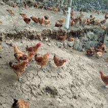 青年鸡6~7斤散养土鸡