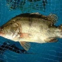 翘嘴鳜20~30cm食用活鱼