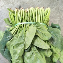大叶菠菜20~25厘米