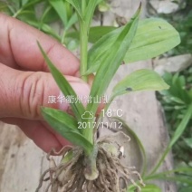 白芨种苗10~20cm