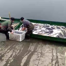 裸鲤鱼食用1~2公斤