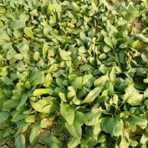 越冬菠菜15~20厘米