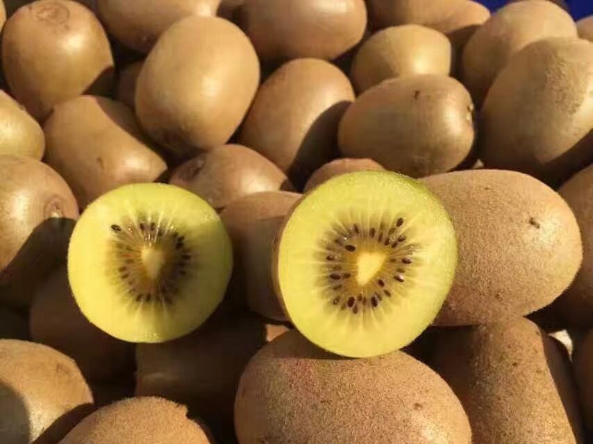 一个成熟的黄心猕猴桃金艳果实放置在白色背景上,果皮呈黄褐色覆盖细绒毛,一侧已切开,露出内部金黄色的果肉和放射状黑色种子,果肉色泽明亮,汁水丰富,视觉上极具吸引力 黄心猕猴桃金艳果实特写