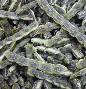 槐角一级角36斤出一斤槐豆