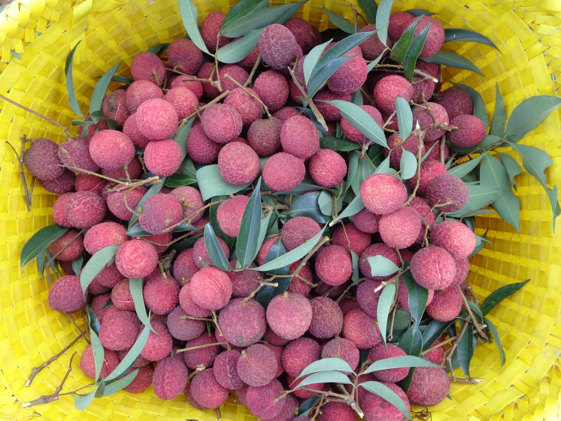 一组农民正在对一片三年生无核荔枝园进行采后果枝回缩修剪,使用修枝剪精准剪除顶部残枝,保留下部健康分枝,地面散落修剪下的枝条等待清运,阳光透过树叶洒落在操作人员身上 无核荔枝果园秋季修剪作业现场