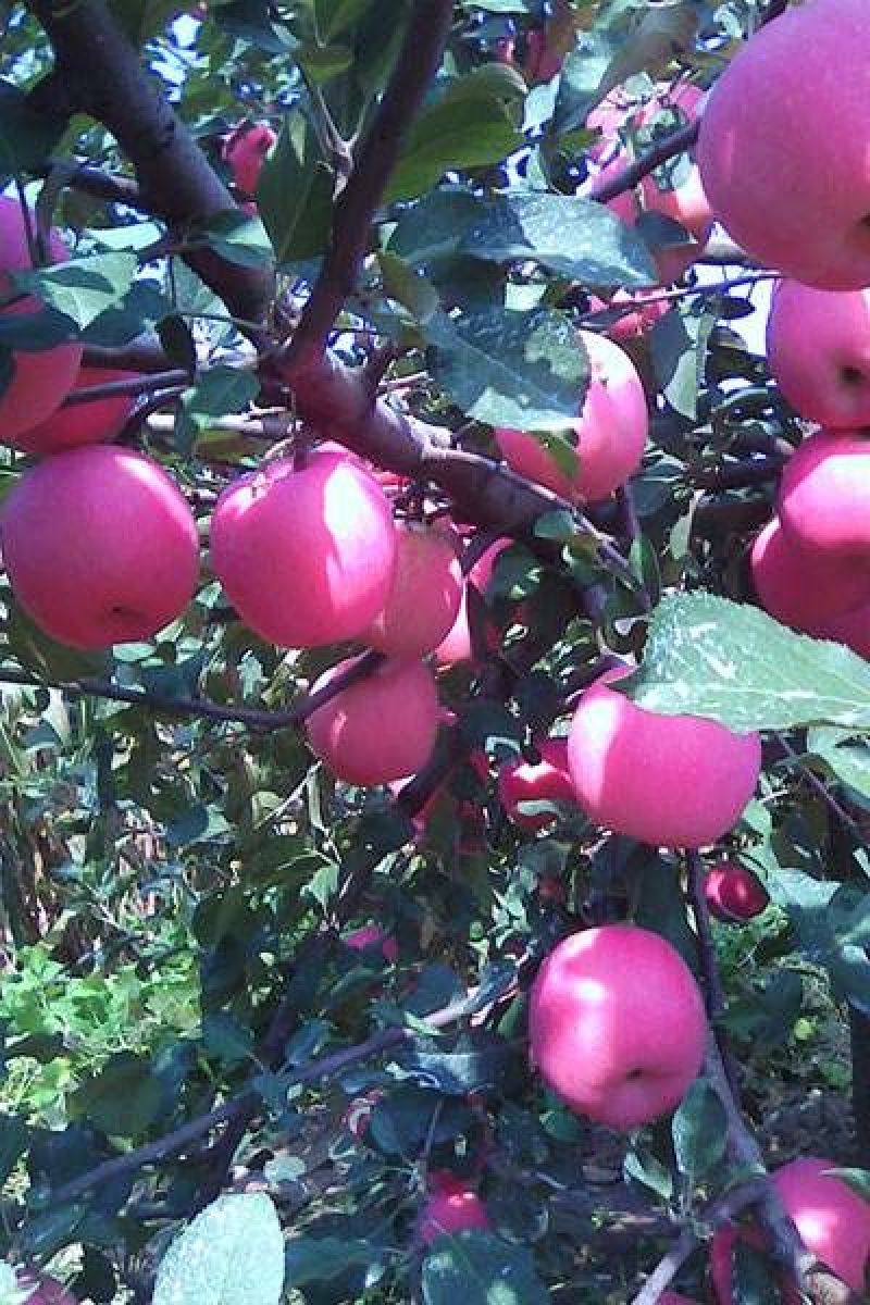 烟富10号苹果树苗 100cm以上基地直供