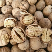 薄皮核桃去皮30mm以上干