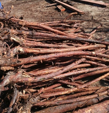 精品红刺藤下山桩可以嫁接月季玫瑰花需要的老板联系