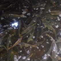 河鲤鱼食用1~2公斤