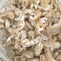 皮皮虾活虾