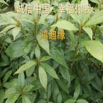 金丝楠木金丝楠苗