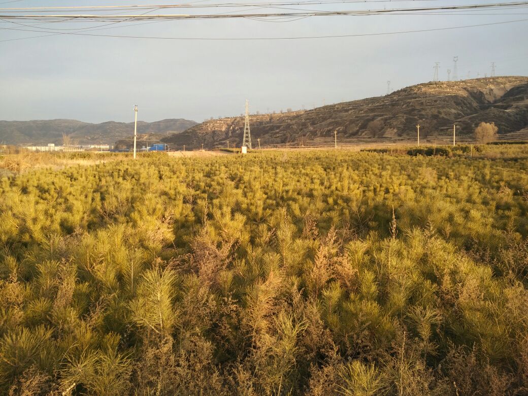 一米油松种植于现代风格的庭院中,搭配石材与灯光,营造出简约而自然的景观氛围 一米油松在家庭庭院中的应用