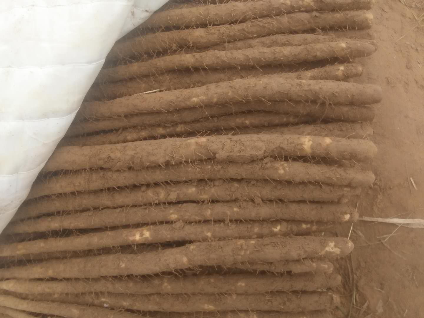 农贸市场摊位上摆放着新鲜采摘的白莲蒿,捆扎整齐,标签注明‘野生无公害’‘产地直供’,旁边有顾客正在挑选,背景可见其他山野菜种类 白莲蒿市场销售场景