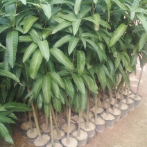 金煌芒果苗四季芒果贵妃芒果台农芒果苗一手货源基地直发