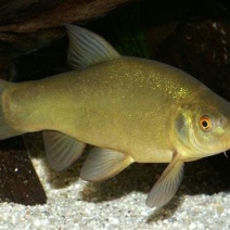 丁桂鱼15~20cm
