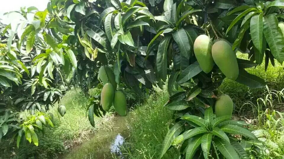 大青芒果园