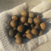 茶种子新鲜茶籽茶果信阳毛尖绿茶籽种植采早茶叶树种子