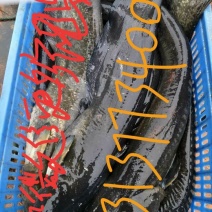 大口鲶食用