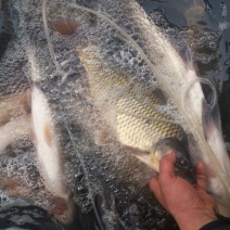 江鲤鱼2~3公斤食用