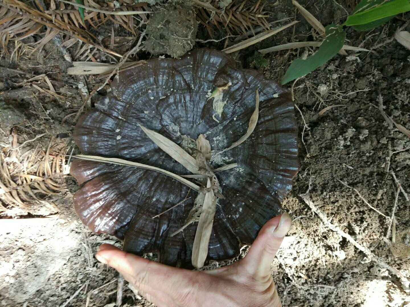 一组正在仿野生环境下生长的独角灵芝,位于遮阴棚内的原木段上,周围覆盖苔藓保湿,可见多个子实体正处于成熟初期,菌盖尚未完全展开,但已显现出一侧突起的‘独角’特征,环境潮湿,光线柔和 人工仿野生栽培环境中的独角灵芝生长状态