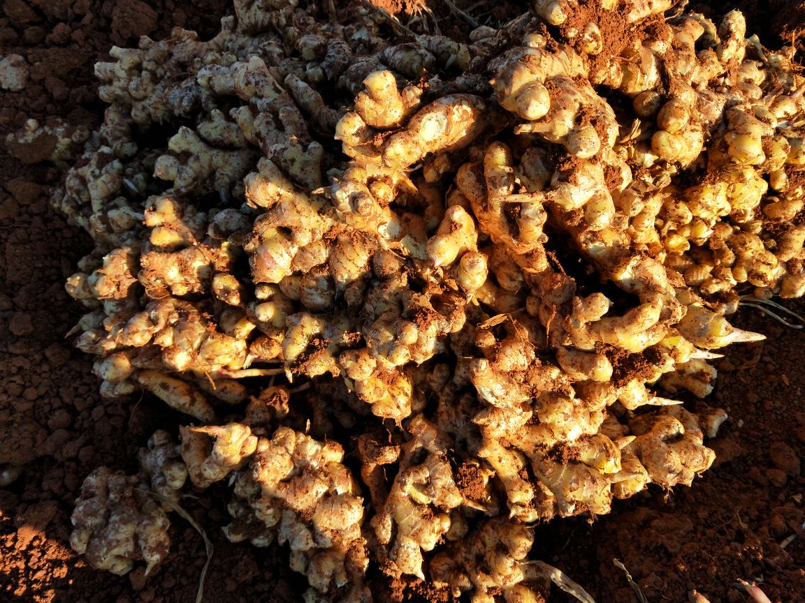 生姜采收与初加工场景