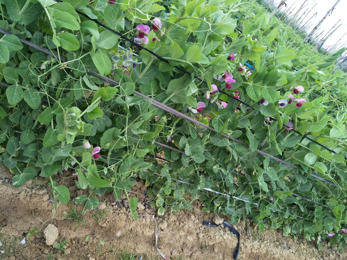 一株生长中的荷兰豆,藤蔓缠绕支架,叶片呈羽状复叶,花朵白色或淡紫色,豆荚细长扁平呈浅绿色,悬挂在枝条下方,阳光照射下显得鲜嫩水灵 荷兰豆植株特写