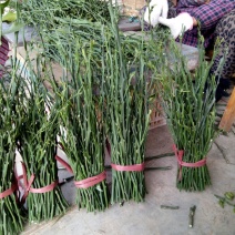 爱媛38枝条10~20cm