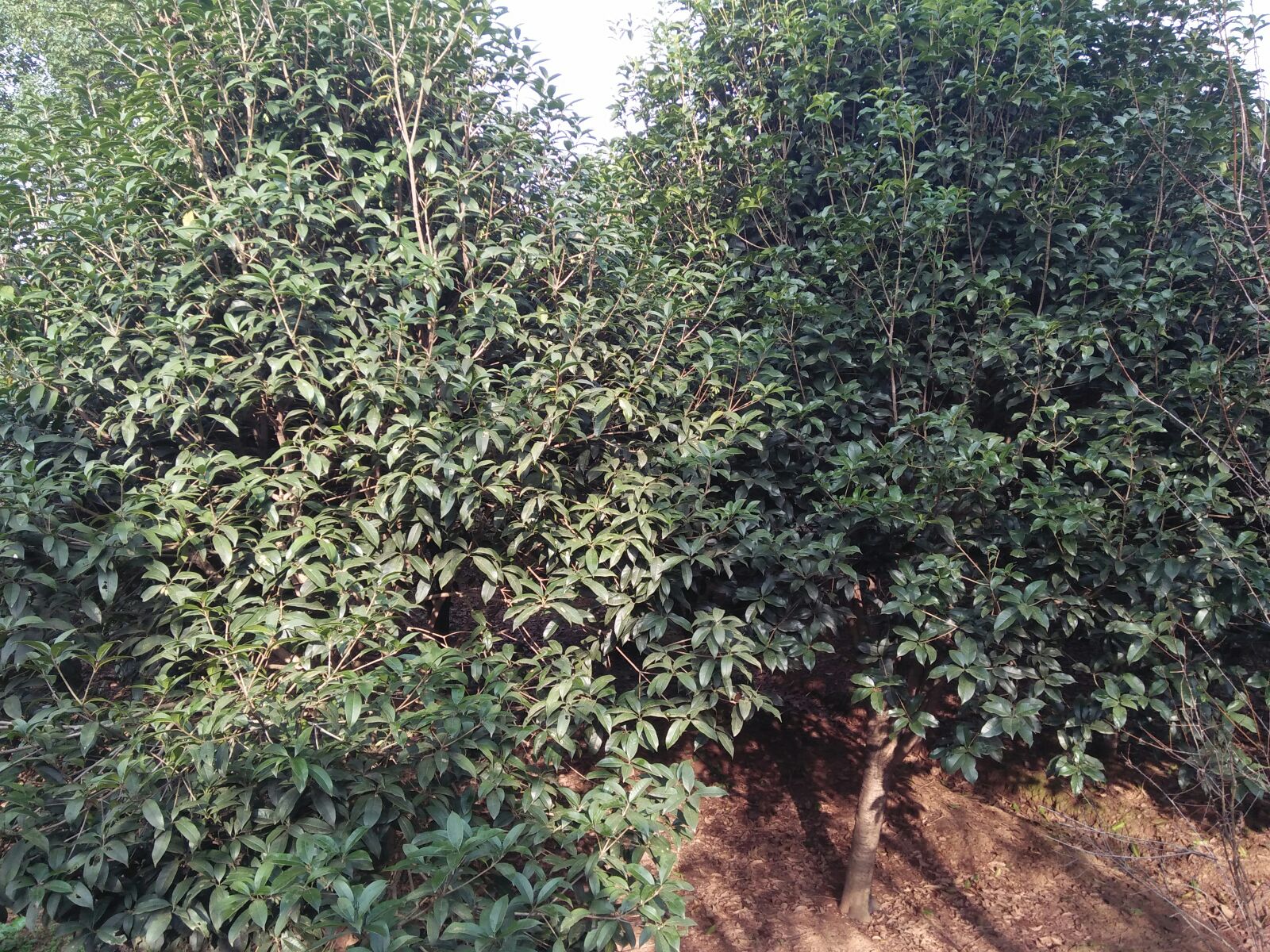 八月桂与四季桂植株形态对比特写