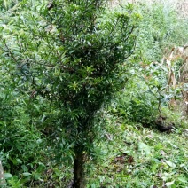罗汉松树桩5~10cm