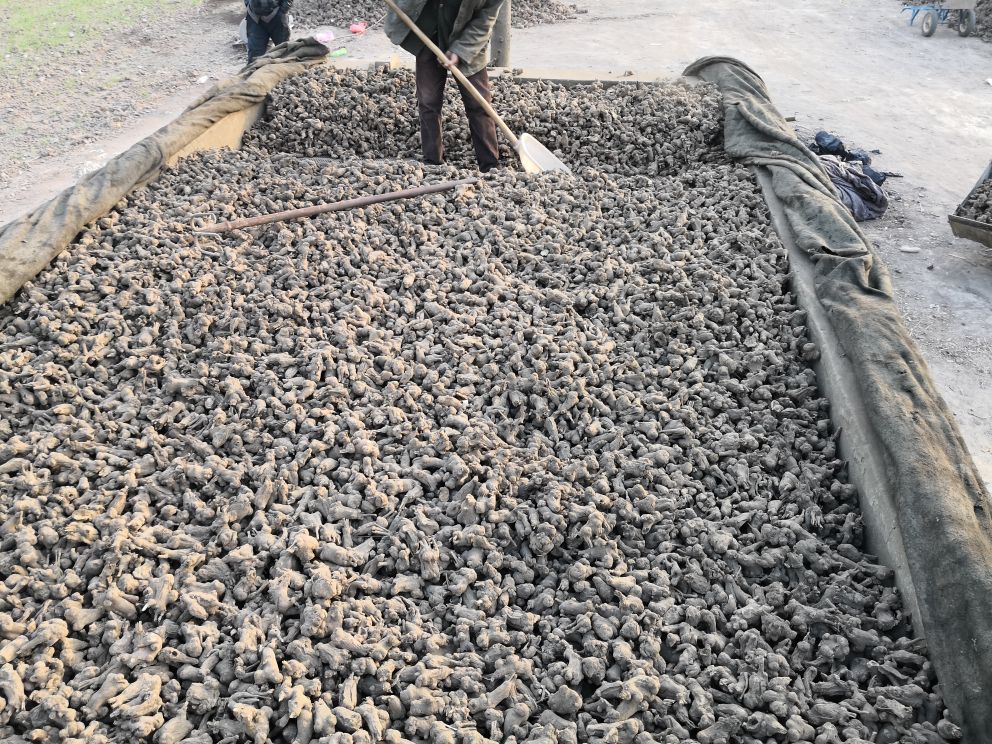 现代化白术初加工车间实景