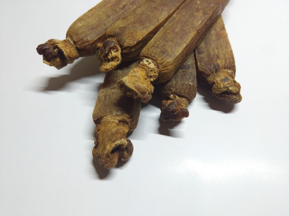 高丽参根部特写