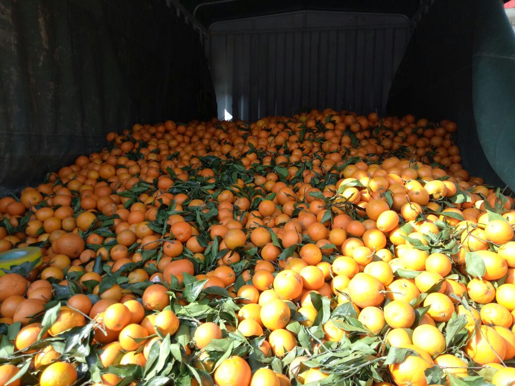 主播在直播间介绍秭归脐橙,背景为橙子堆满货架的仓库,展示产品与价格信息 秭归脐橙电商销售直播间场景